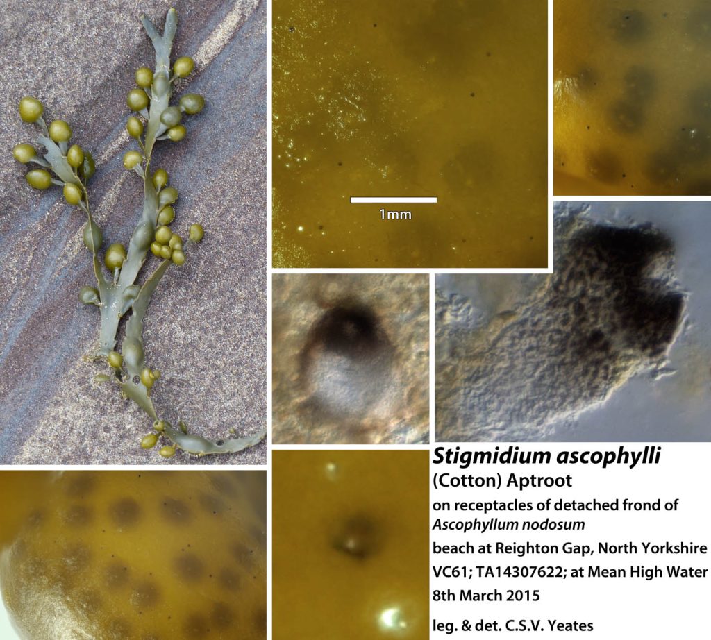 Stigmidium ascophylli 1.jpg