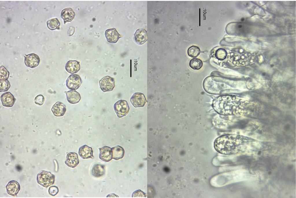 3 Spores and basidia.jpg