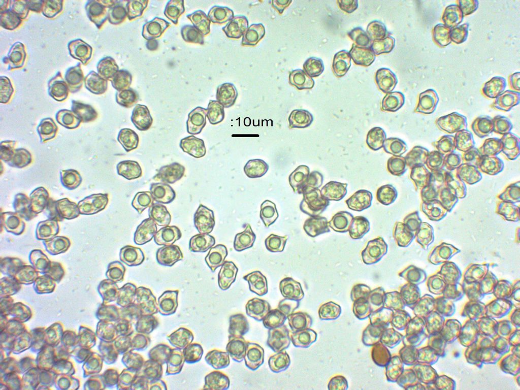 3 Entoloma griseocyaneum.jpg