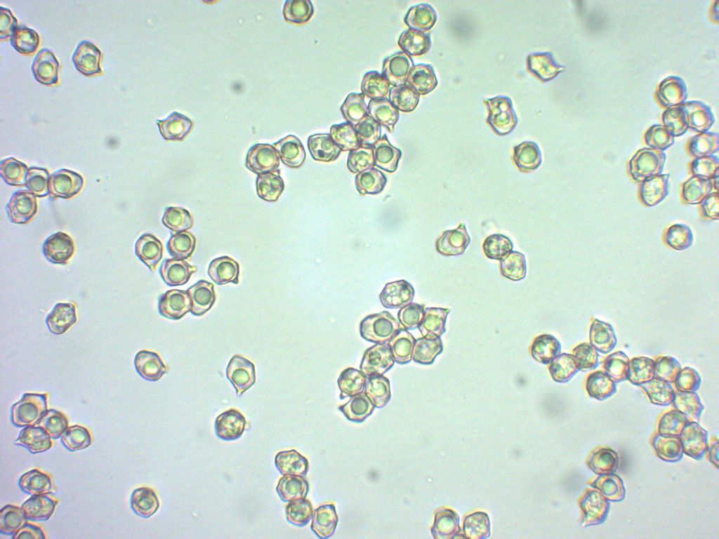 6 Spores.jpg