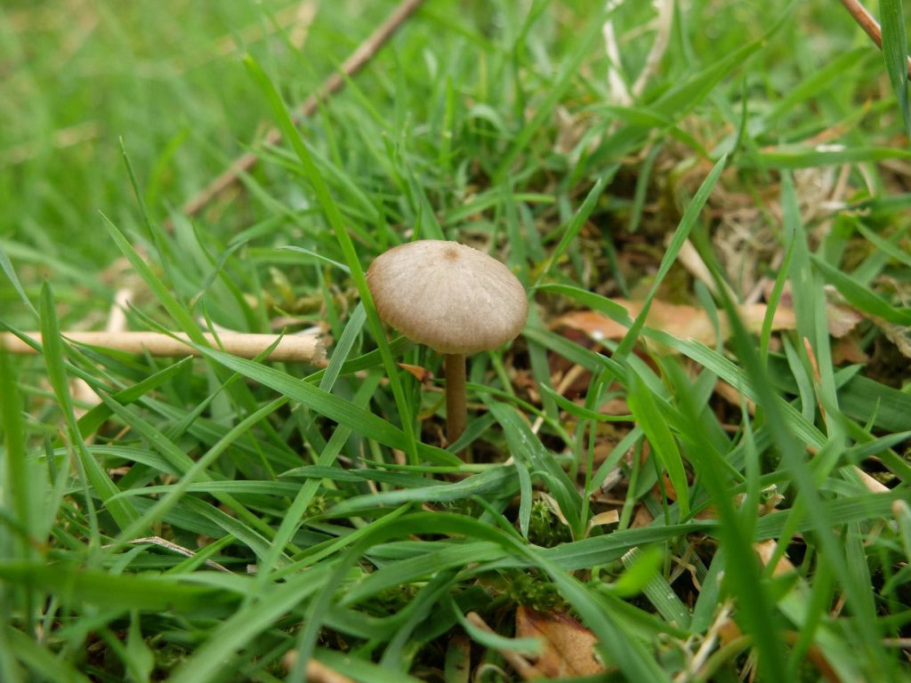 Field2.jpg