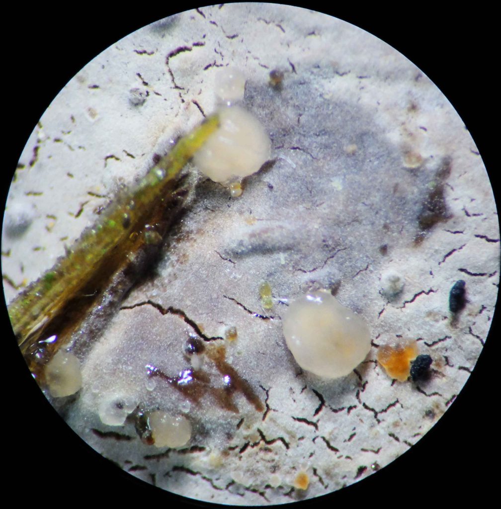 1 Stereo image x45 wet.JPG