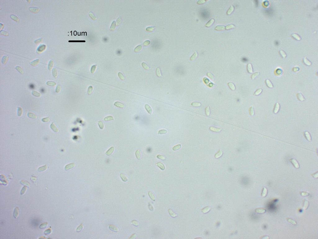 5 Spores.jpg