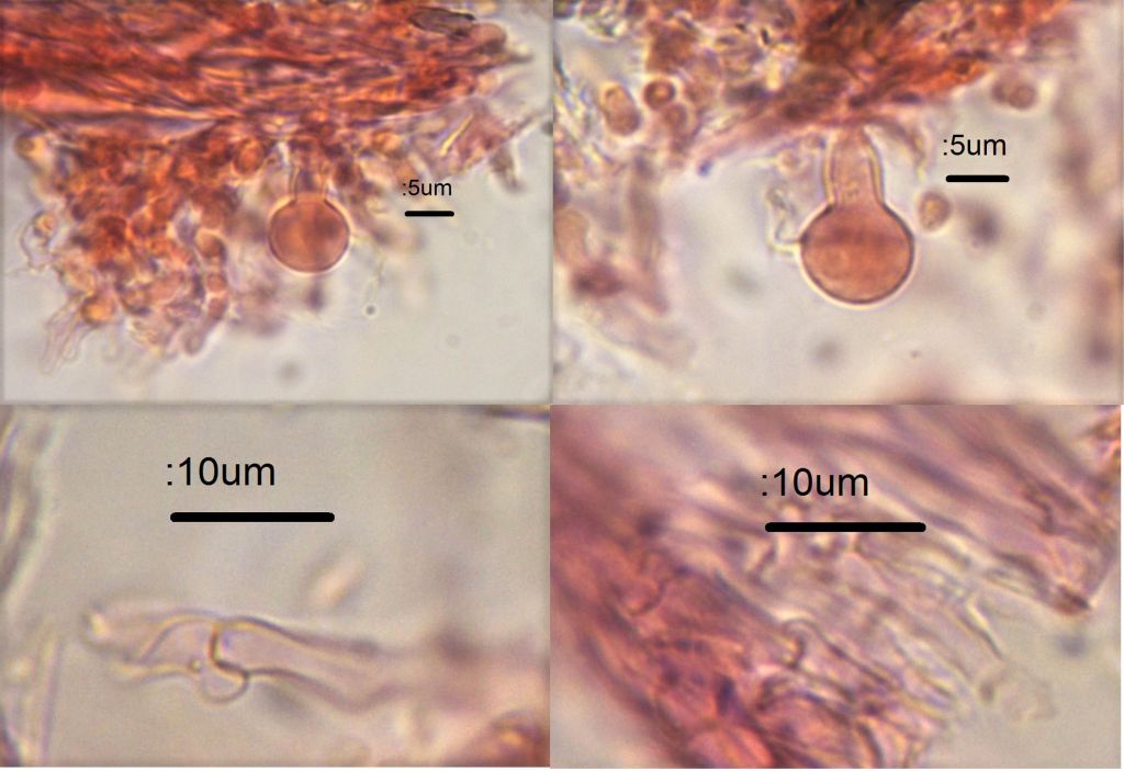 6 Microscopy.jpg