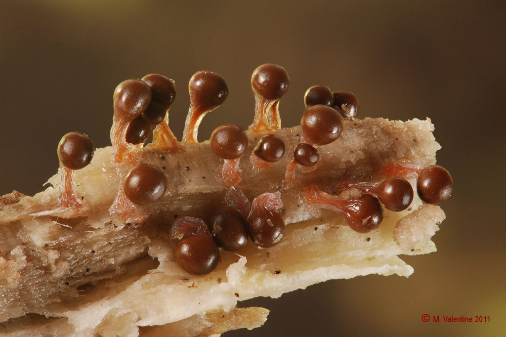 Trichia decipiens var. olivacea.jpg