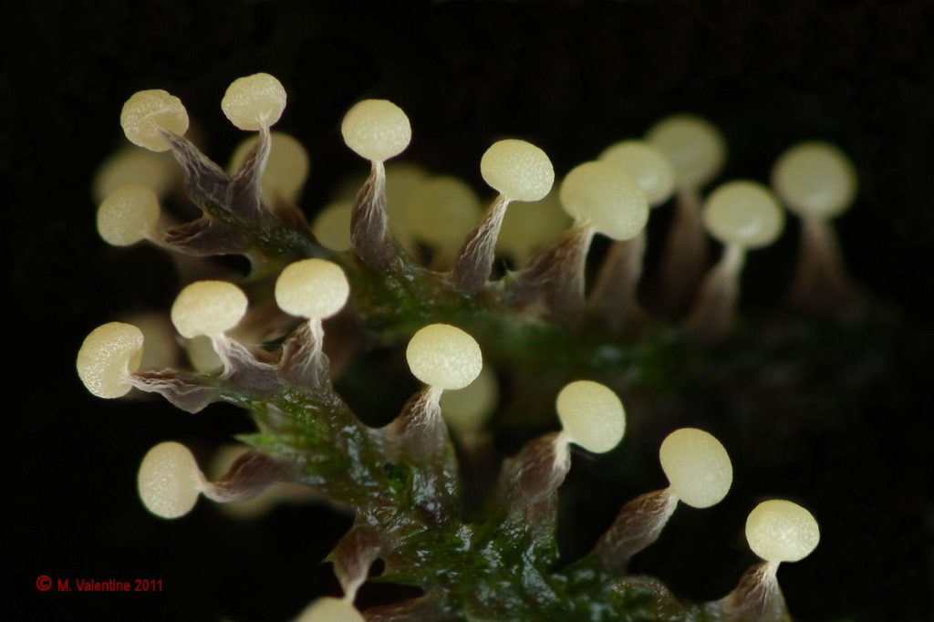 Physarum album - immature.jpg