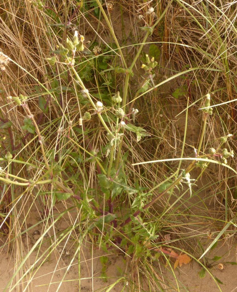 P1010171-001.JPG