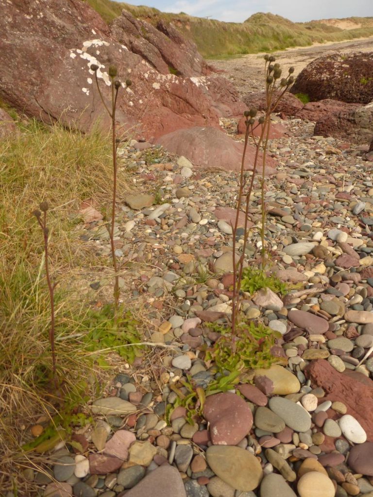 P1010175-001.JPG