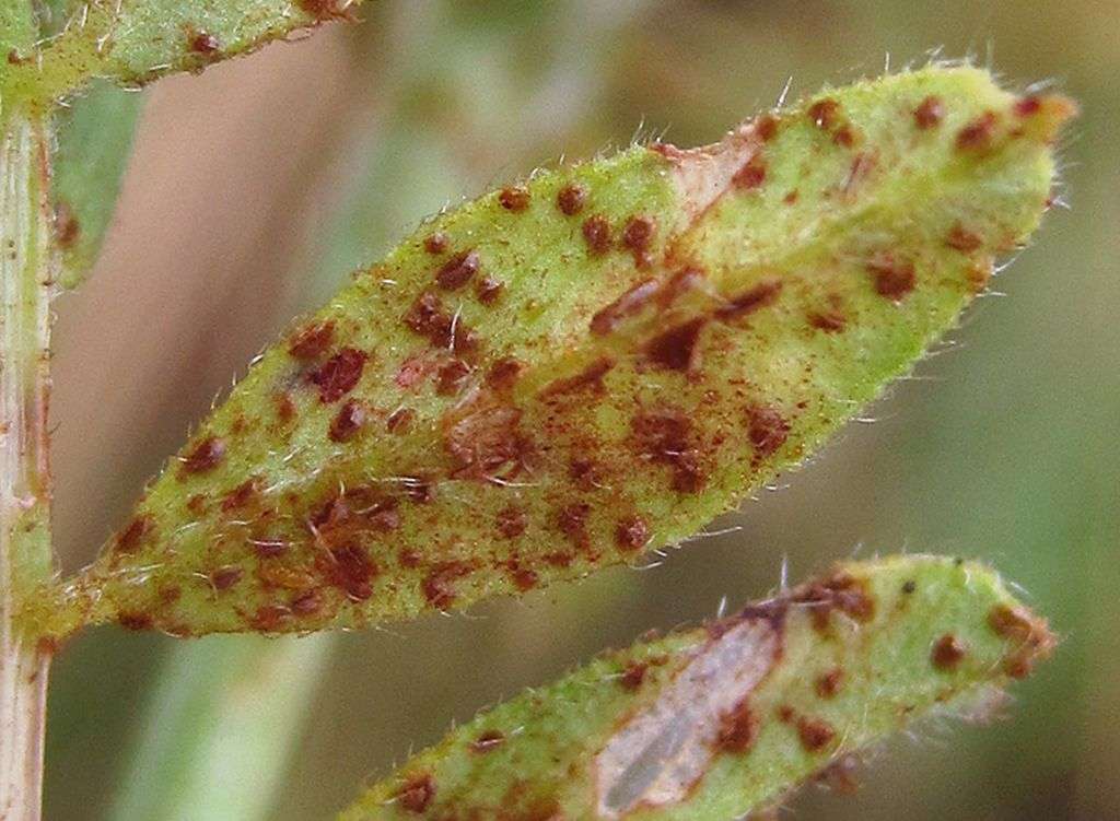 zQ Uromyces viciae-fabae 160818 222b Vicia sat.jpg