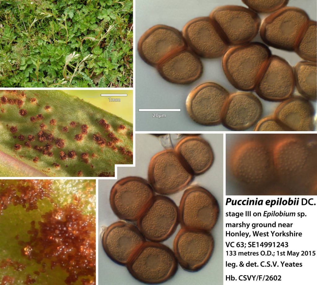 Puccinia epilobi.jpg