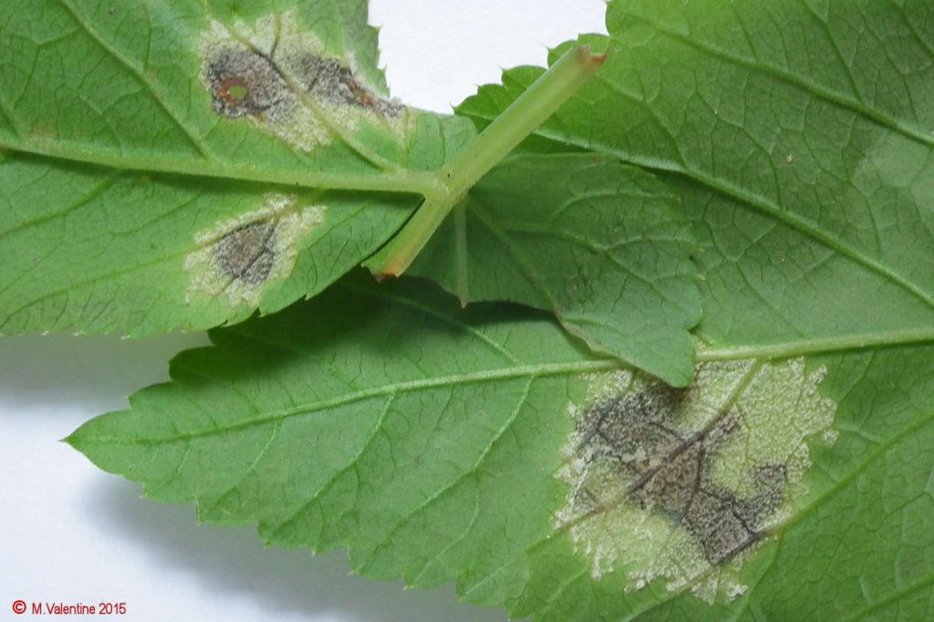 Plasmopara crustosa on Ground Elder 270615 (0).jpg