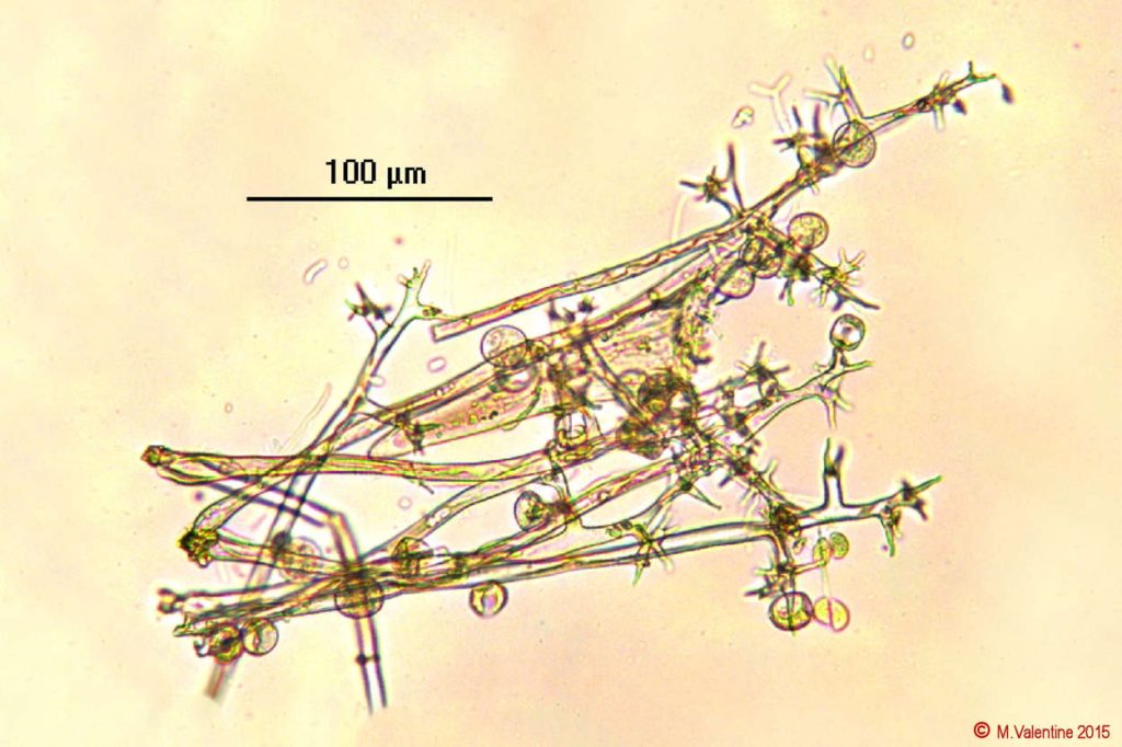 Plasmopara crustosa on Ground Elder x200 270615 (1).jpg