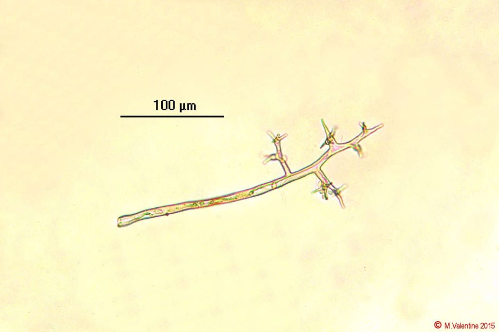 Plasmopara crustosa on Ground Elder x200 270615 (2).jpg