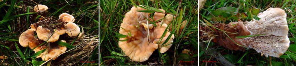 Abortiporus biennis - 3-pics..jpg