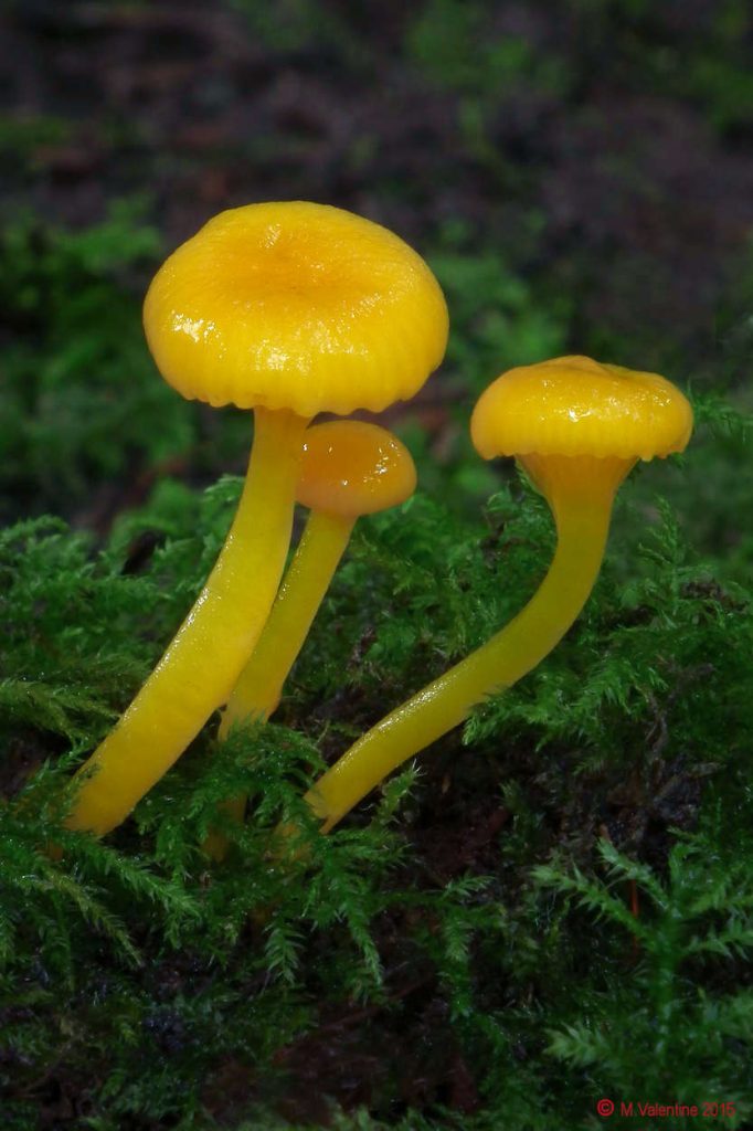 Hygrocybe vitellina.jpg