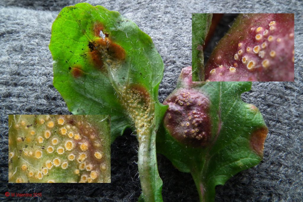 Puccinia lapsanae-03.jpg