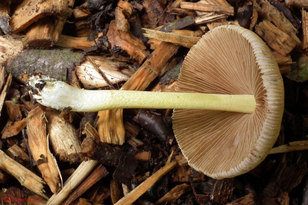 Bolbitius variicolor (c).jpg