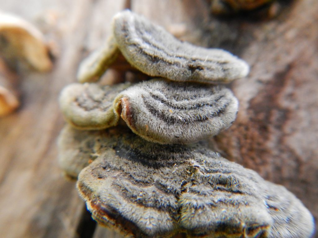 DSCN4235.jpg