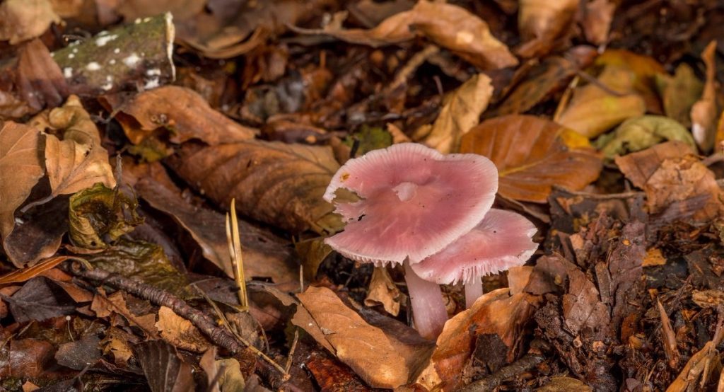Fungi_3.jpg