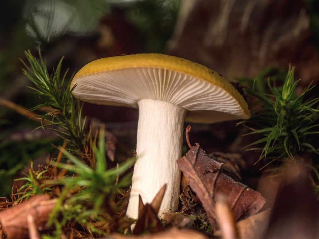 Yellow_Fungi_Side.jpg