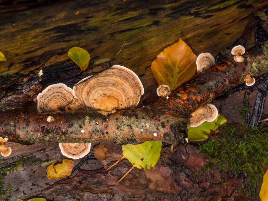 Bracket Fungi on Beech.jpg