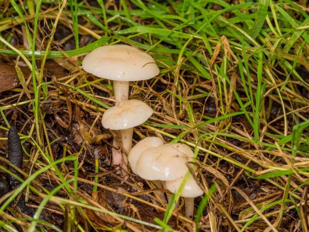 SlimeFungi1.jpg
