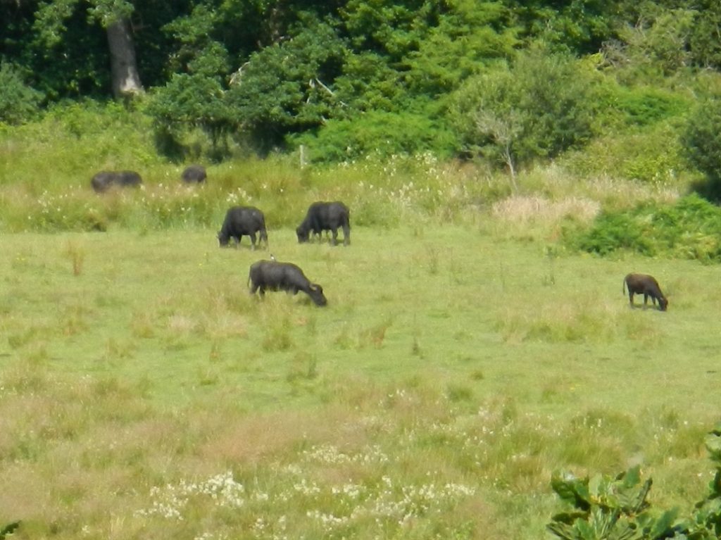 DSCN4904.jpg
