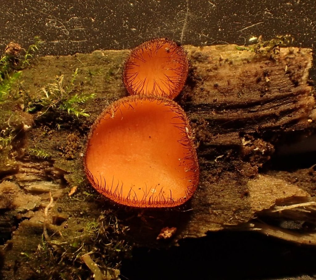 P7020604 (2).JPG