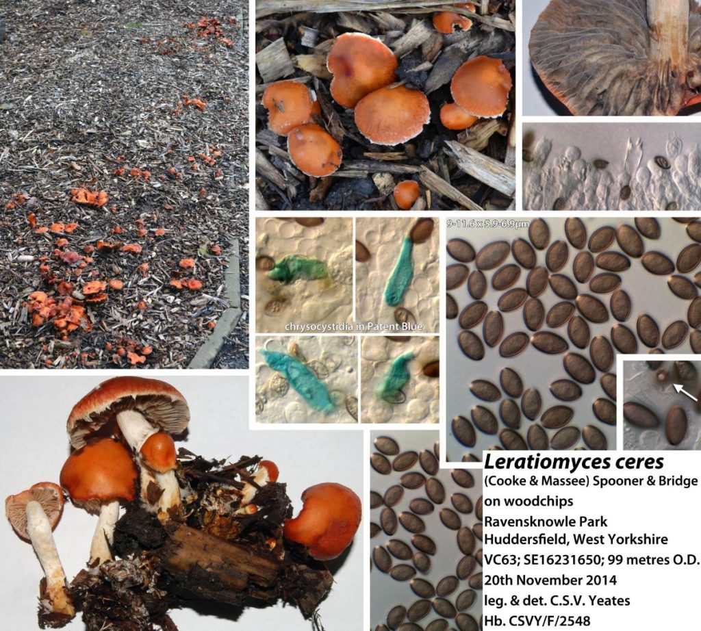 Leratiomyces ceres 0a.jpg