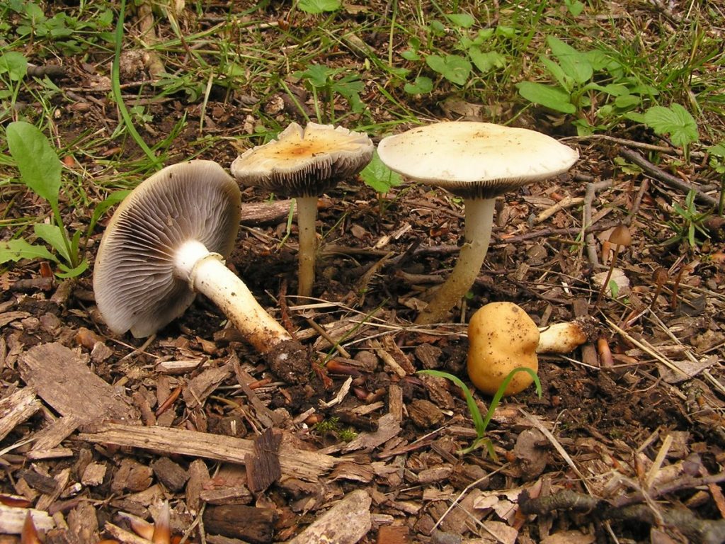 strophariapercevallii040606Eisenberg 006.jpg